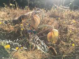 Image of San Joaquin milkvetch