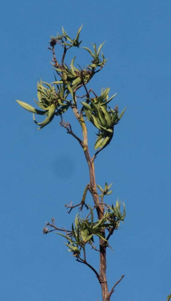 Image de Agave karatto Mill.