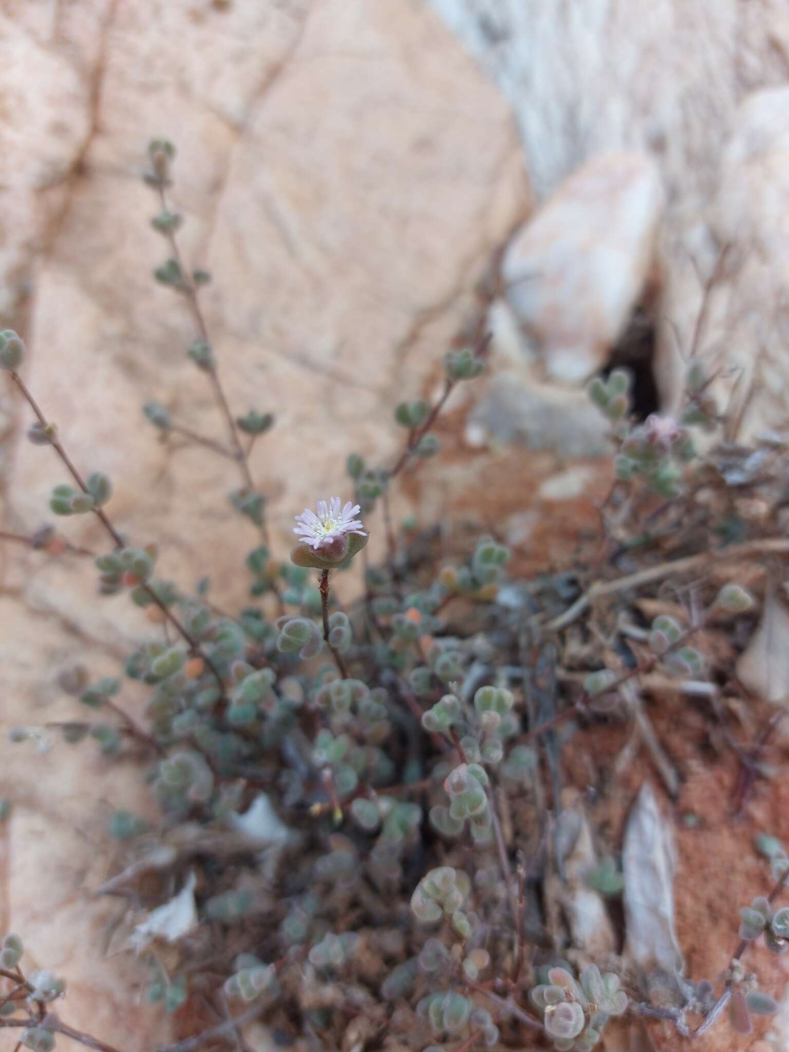 Imagem de Drosanthemum curtophyllum L. Bol.