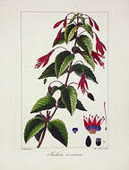 Image of Fuchsia