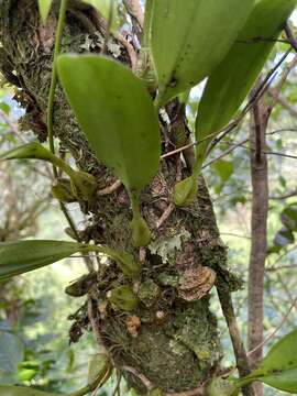 Image of Pale umbrella orchid