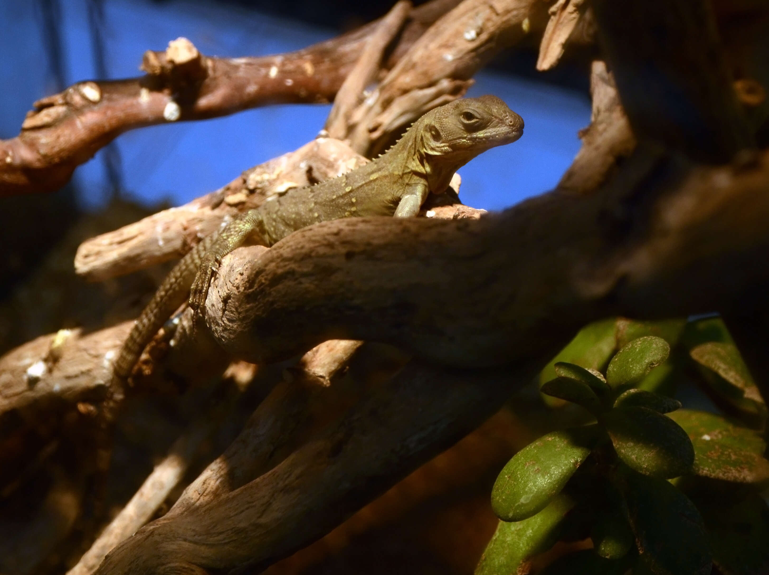 Image of Guatemalan Black Iguana