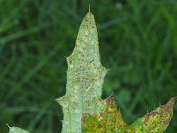 Imagem de Puccinia cnici H. Mart. 1817