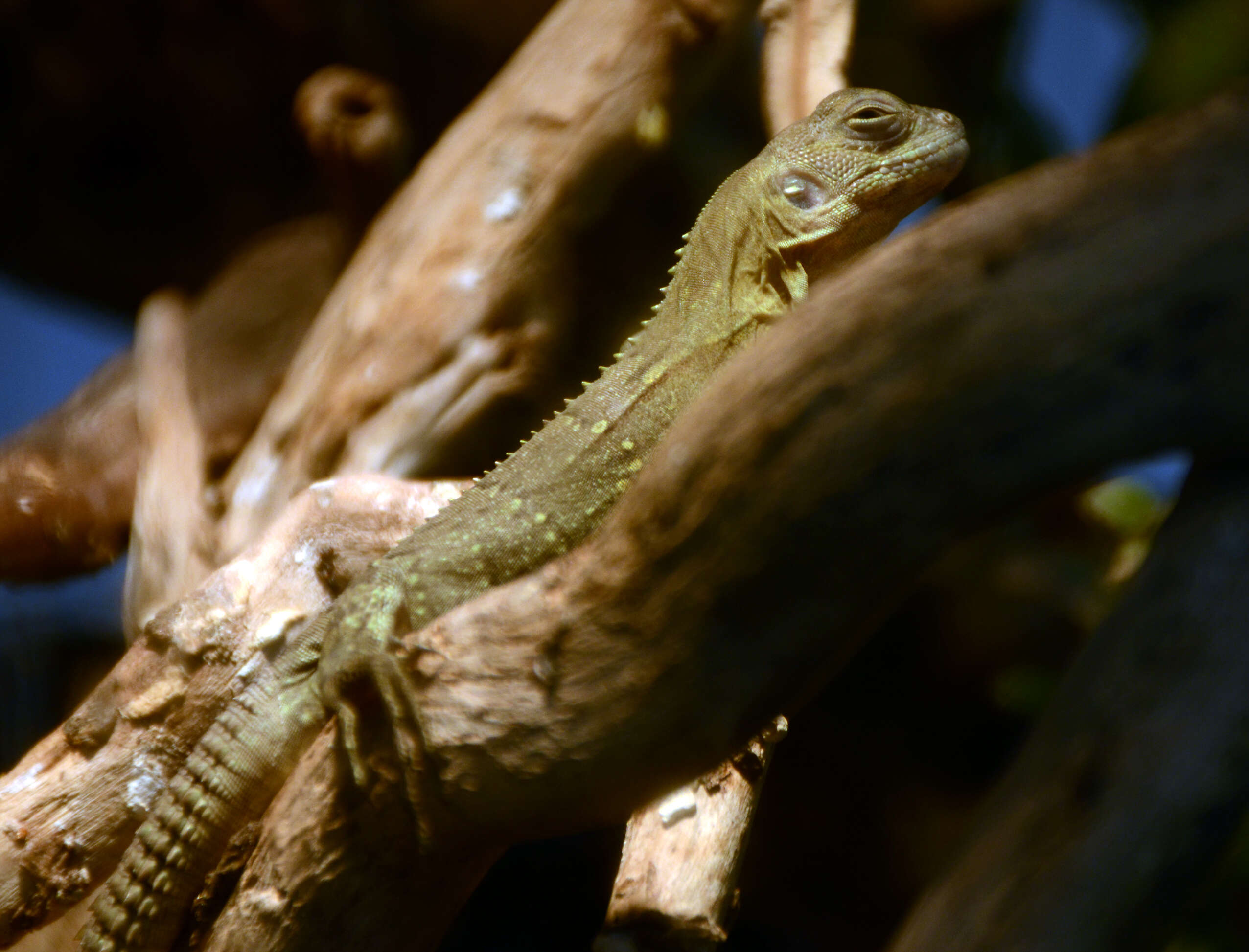 Image of Guatemalan Black Iguana