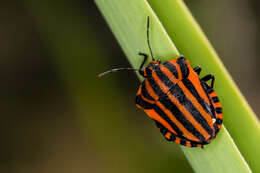 Image of <i>Graphosoma italicum</i>