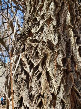 Imagem de Populus deltoides subsp. monilifera (Ait.) Eckenwalder