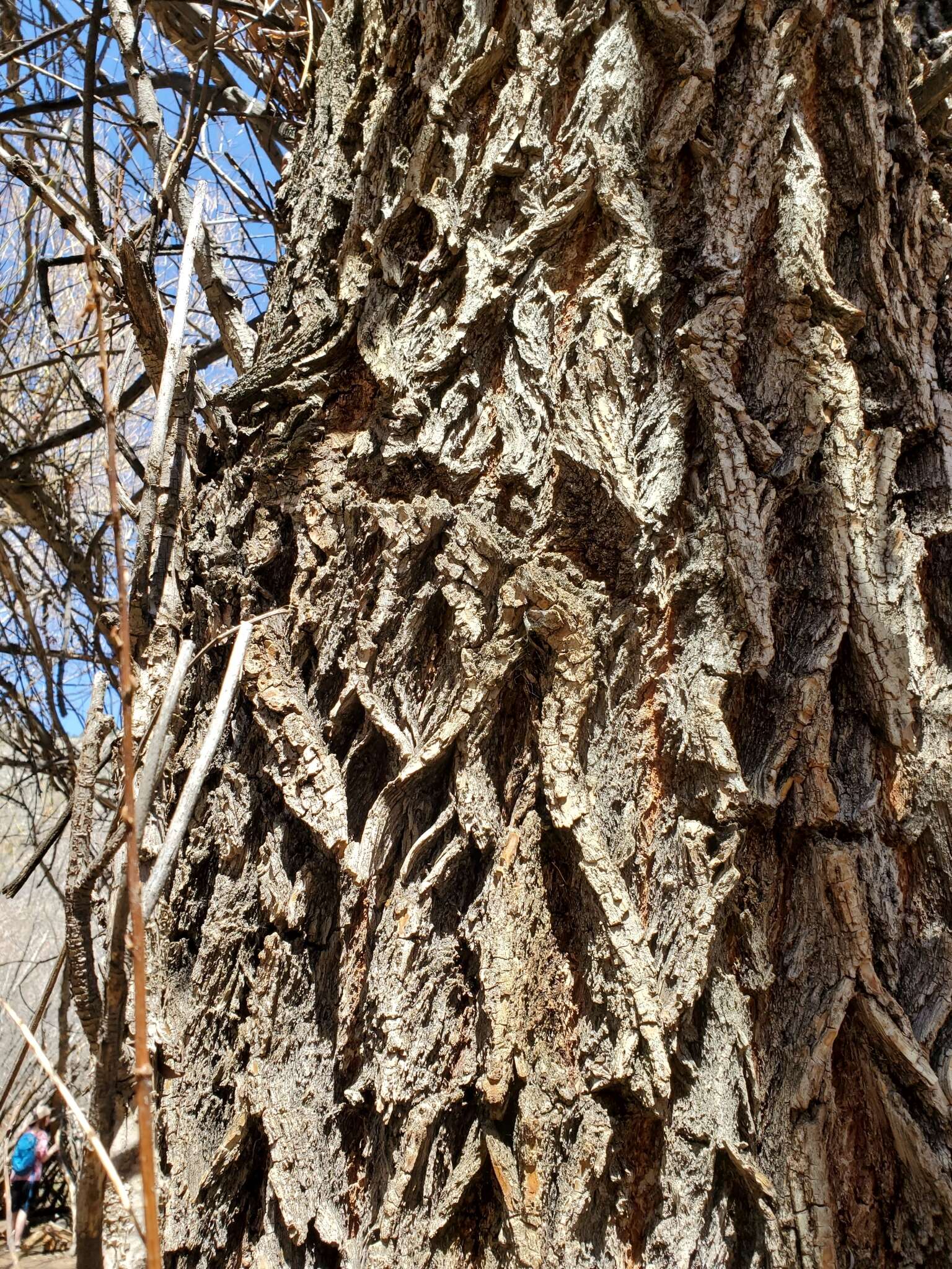 Image of plains cottonwood