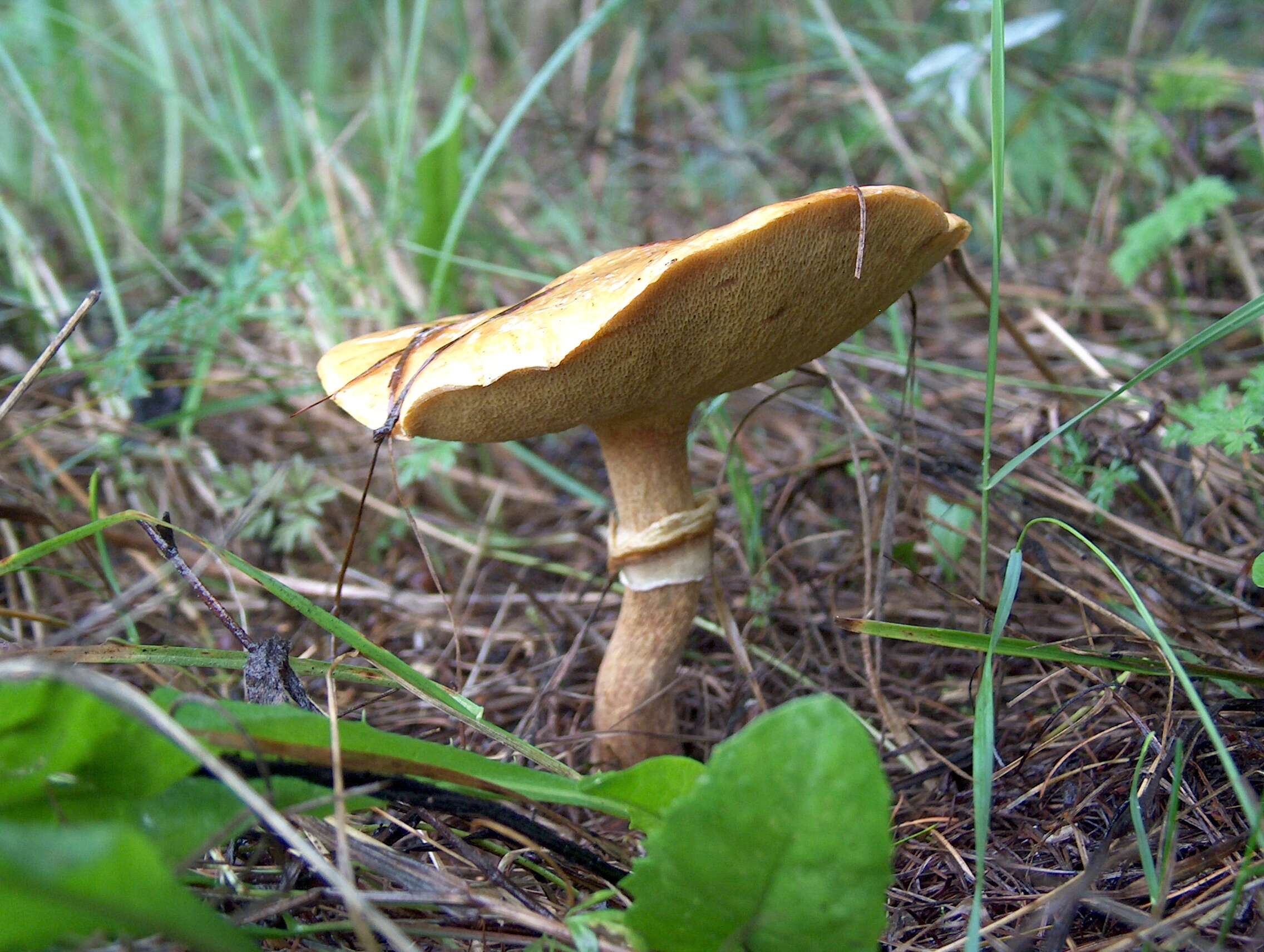 Image of Suillus grevillei (Klotzsch) Singer 1945