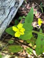 Image of Goodenia heterophylla subsp. teucriifolia (F. Müll.) R. Carolin