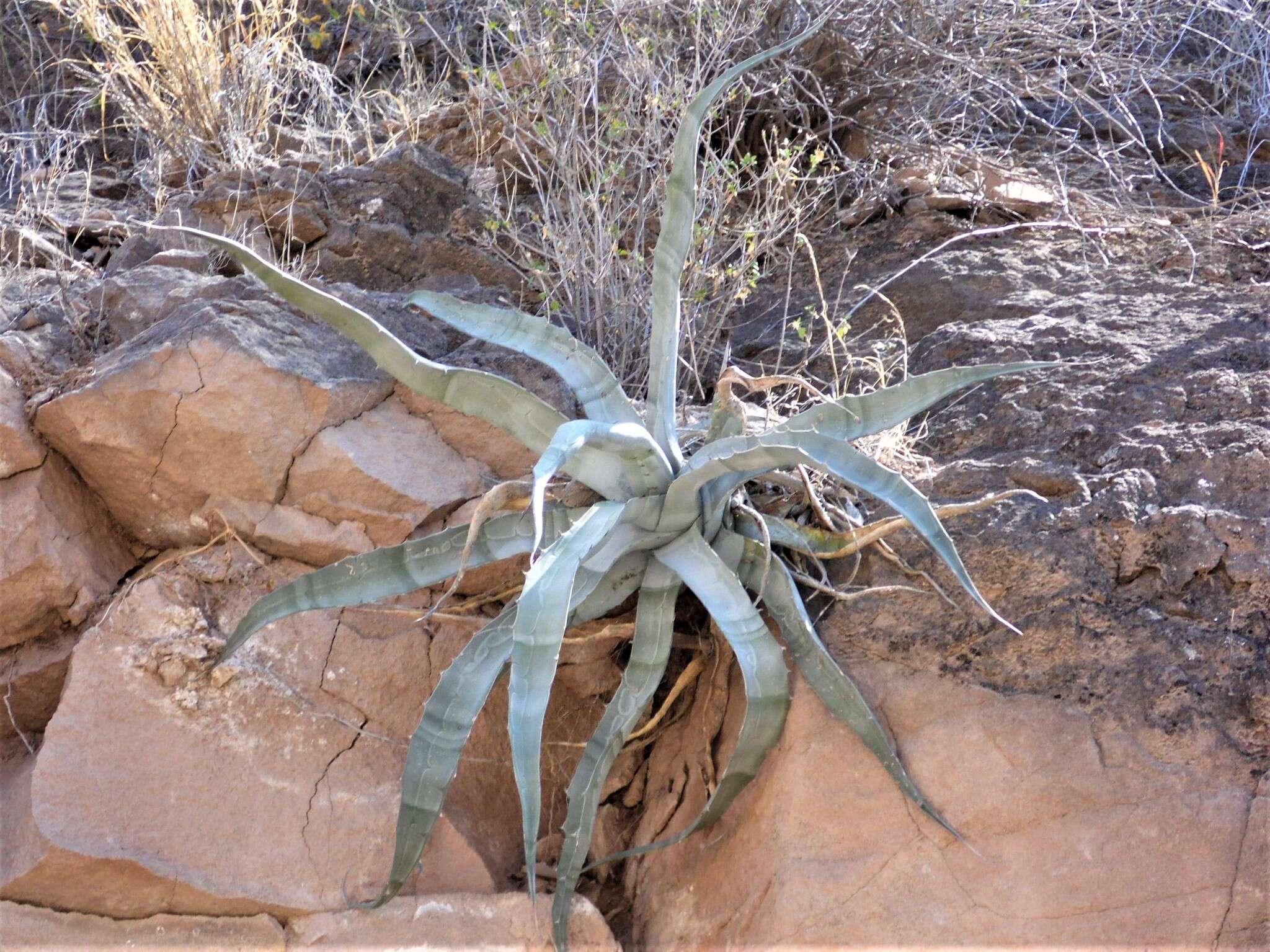 Слика од Agave sobria subsp. sobria