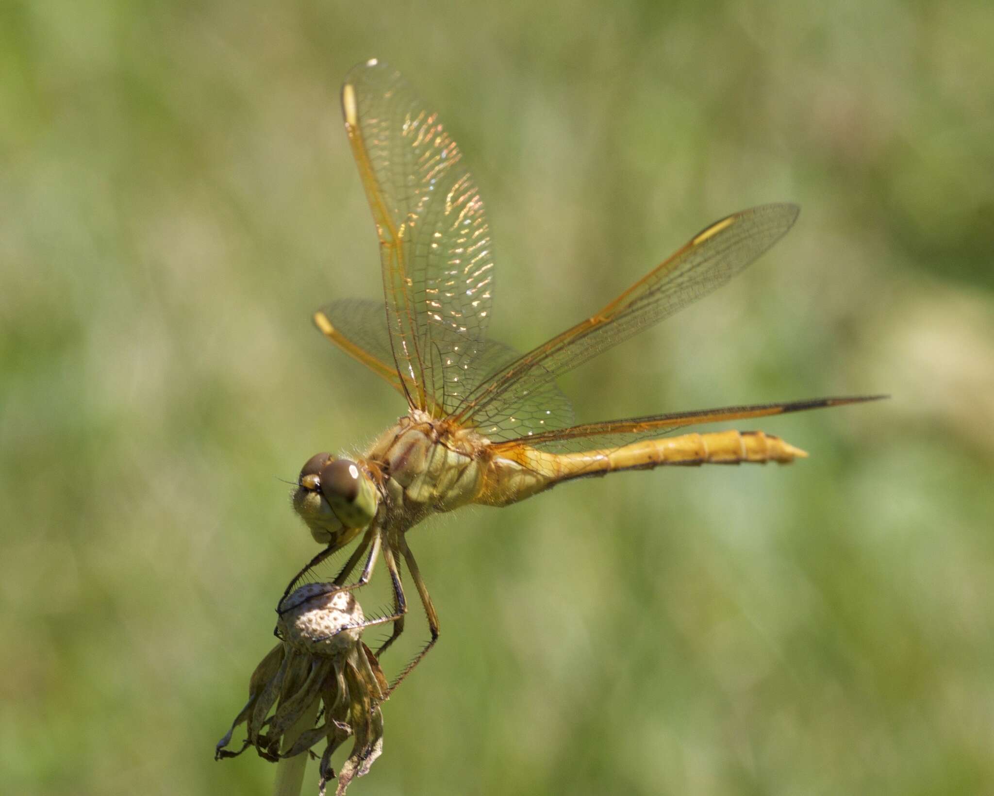 Image of Saffron-winged Meadowhawk