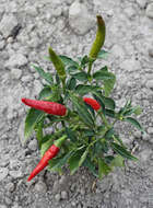 Image of cayenne pepper