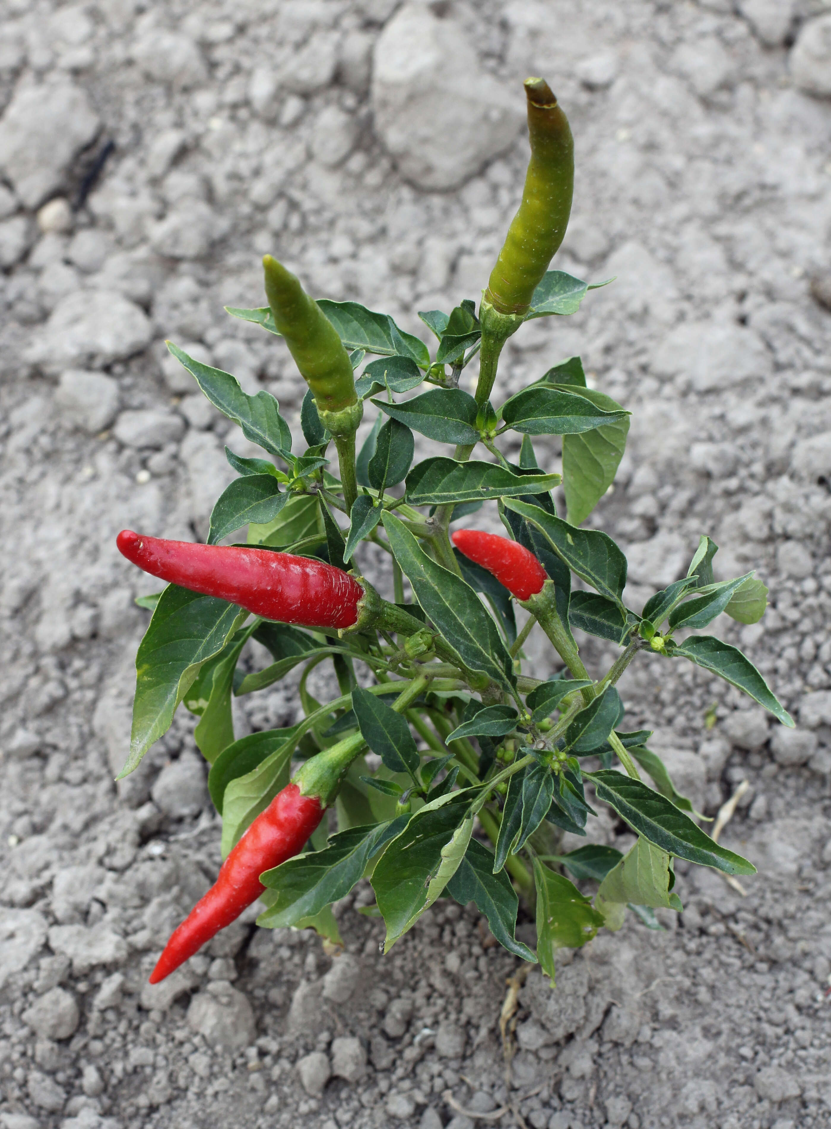 Image of cayenne pepper