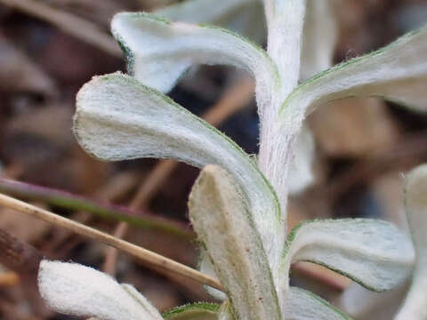 صورة Antennaria suffrutescens Greene