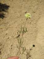 Plancia ëd Ipomopsis congesta subsp. matthewii J. M. Porter