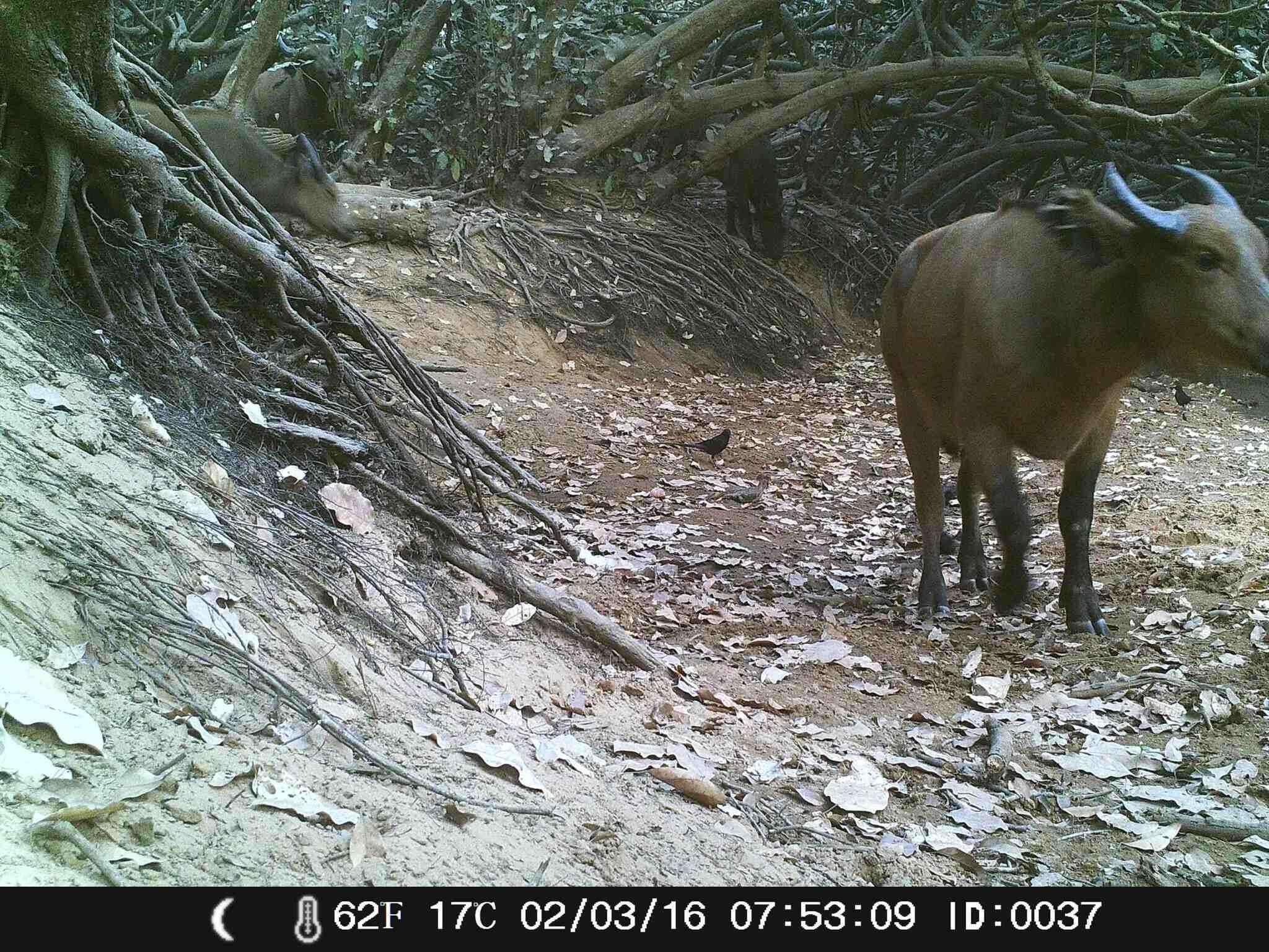 Syncerus caffer brachyceros (Gray 1837)的圖片