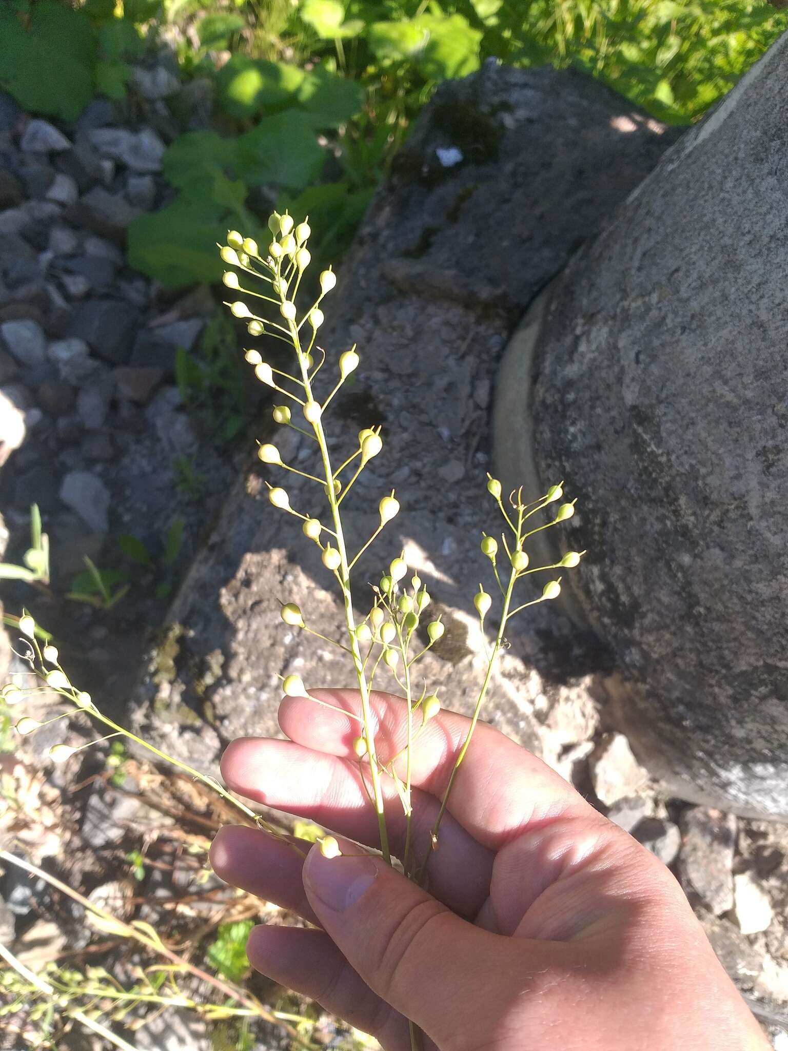 Imagem de Camelina sativa (L.) Crantz