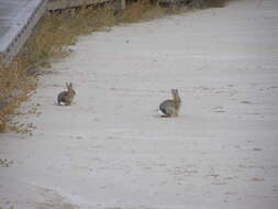 Image of Audubon's Cottontail