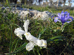 Imagem de Iris planifolia (Mill.) T. Durand & Schinz