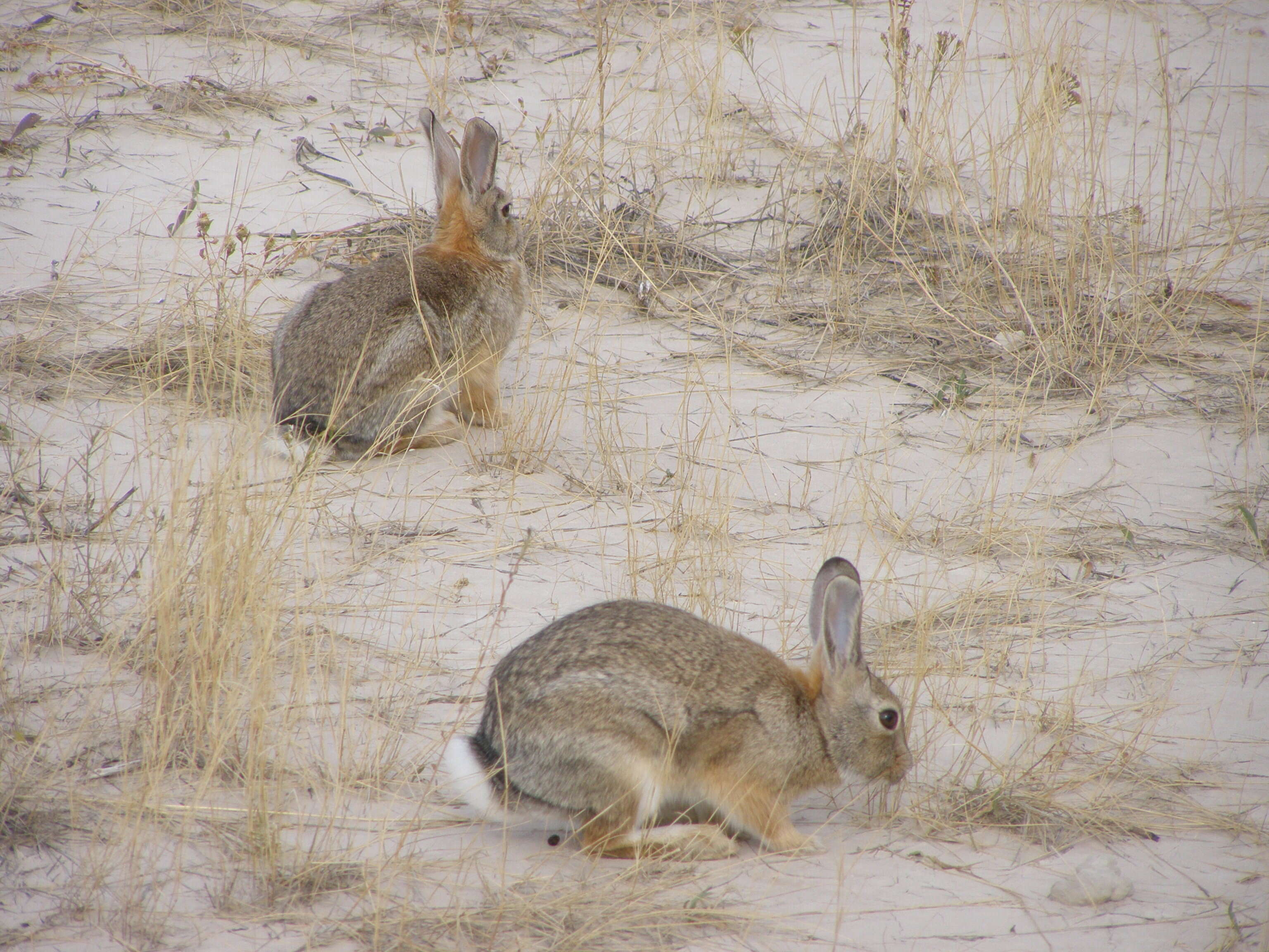 Image of Audubon's Cottontail