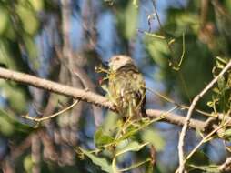 Image of Little Bronze Cuckoo