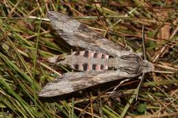 Image of convolvulus hawk moth