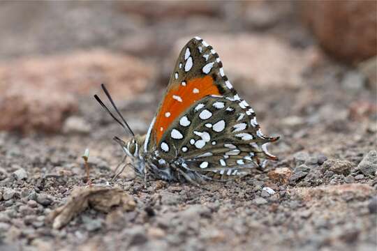 Слика од Argyraspodes