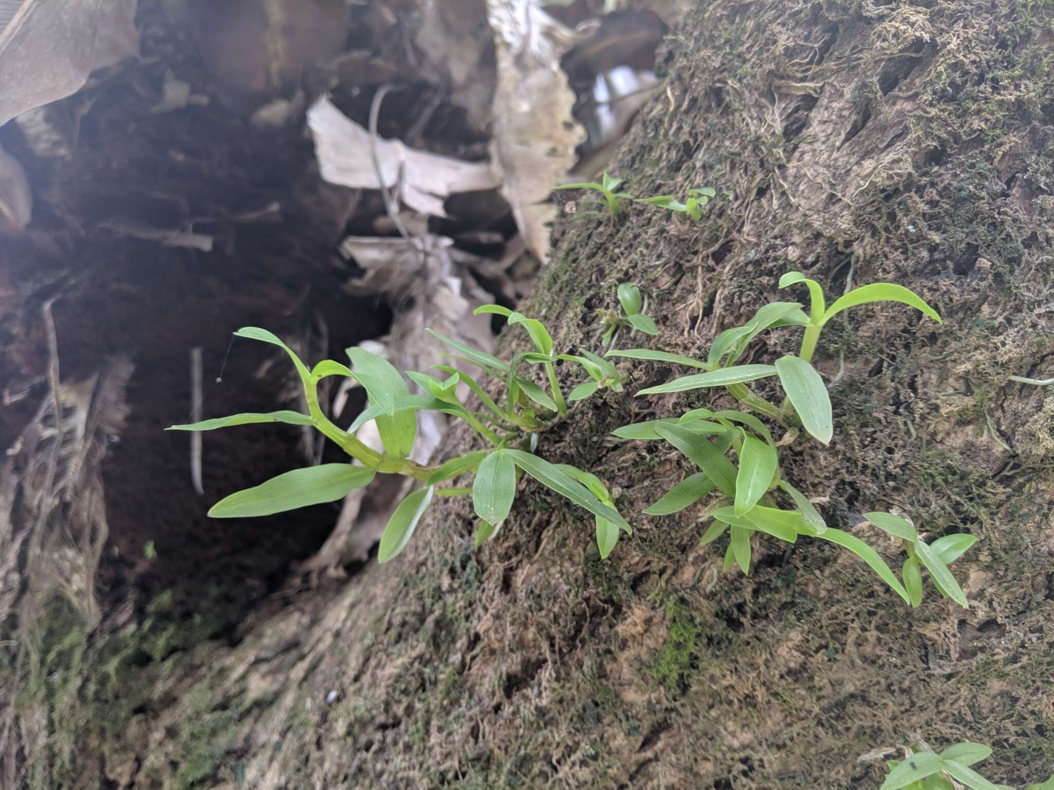 Imagem de Dendrobium catenatum Lindl.