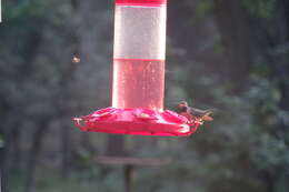 Image of Black-chinned Hummingbird