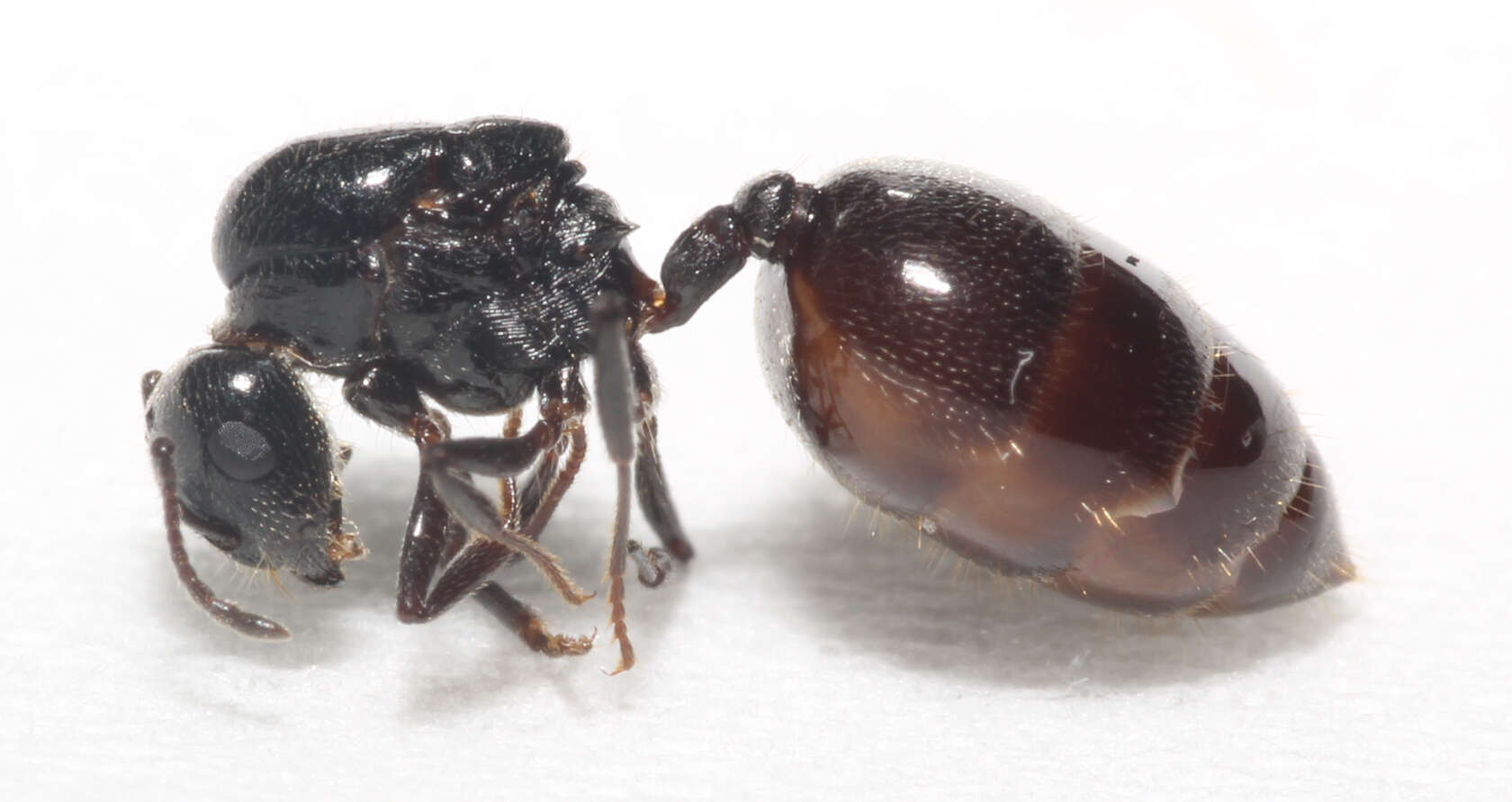 Image of Crematogaster laestrygon Emery 1869