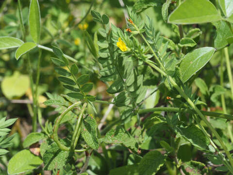 Image of yellow bird's-foot