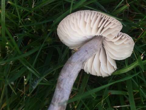 Image of Dermoloma cuneifolium (Fr.) Singer ex Bon 1986