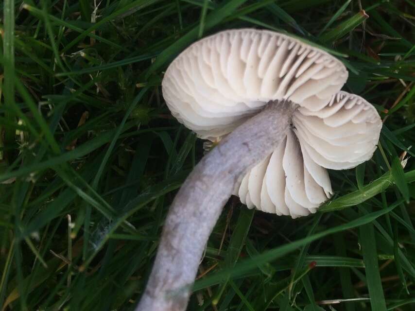 Image of Dermoloma cuneifolium (Fr.) Singer ex Bon 1986