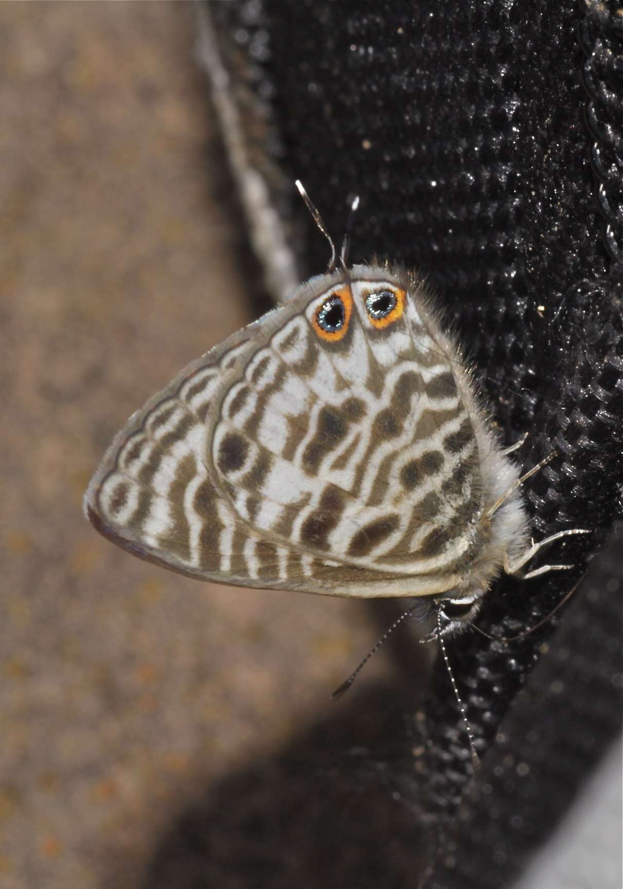 Image de Leptotes babaulti (Stempffer 1935)