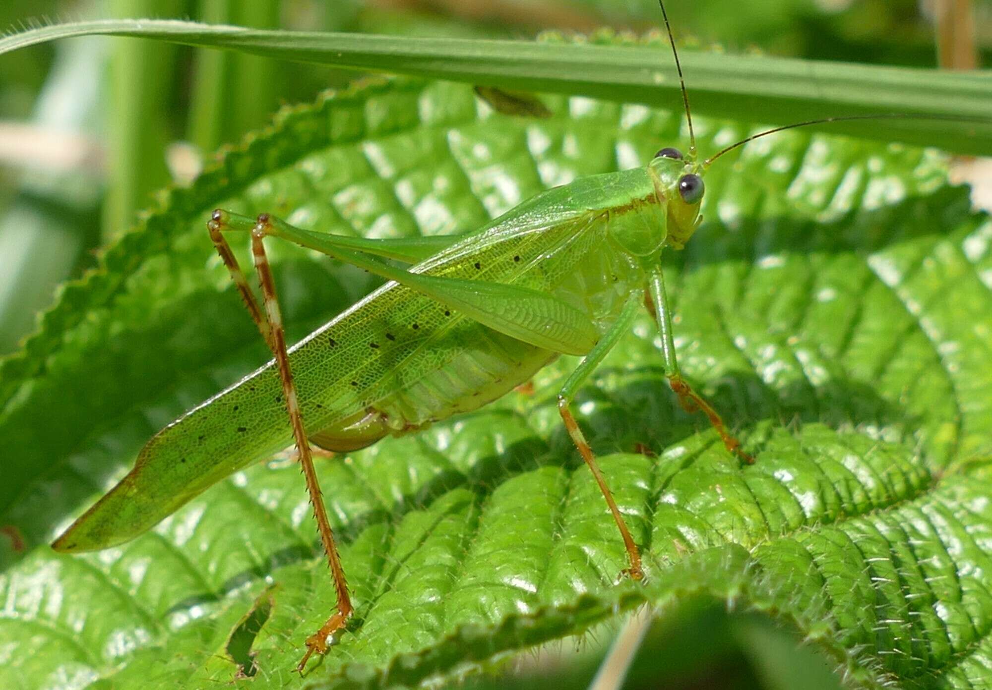 Image of Zenirella punctata (Brunner von Wattenwyl 1878)