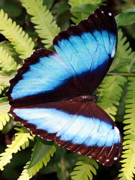 Image of Morpho deidamia Hübner 1816