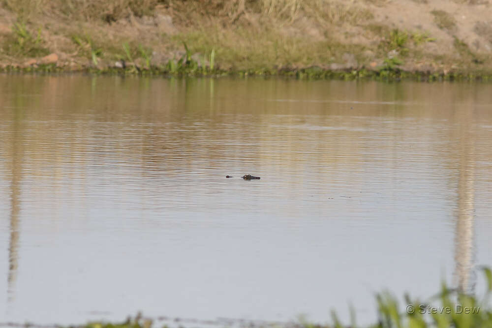 Image of Australian Freshwater Crocodile