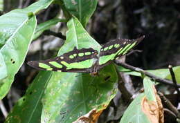 Image de Siproeta stelenes