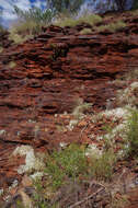 Image of Gomphrena cunninghamii (Moq.) Druce