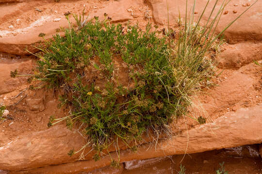 Image of sessileflower Indian parsley