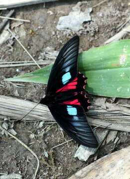 Слика од Parides neophilus (Geyer 1837)