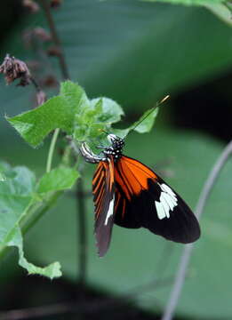 Image of Crimson Patched Longwing