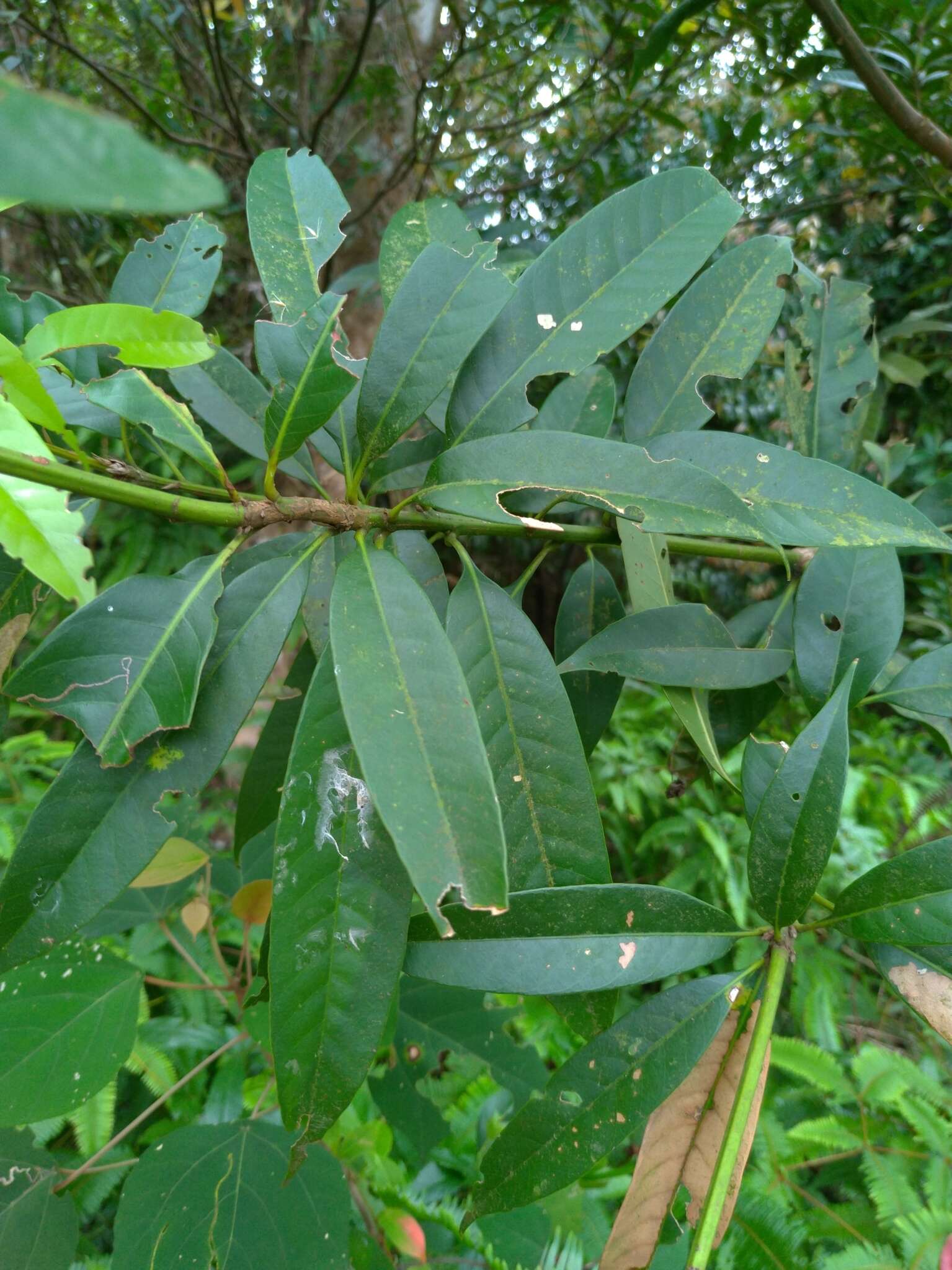 Image of Lithocarpus brevicaudatus (Skan) Hayata