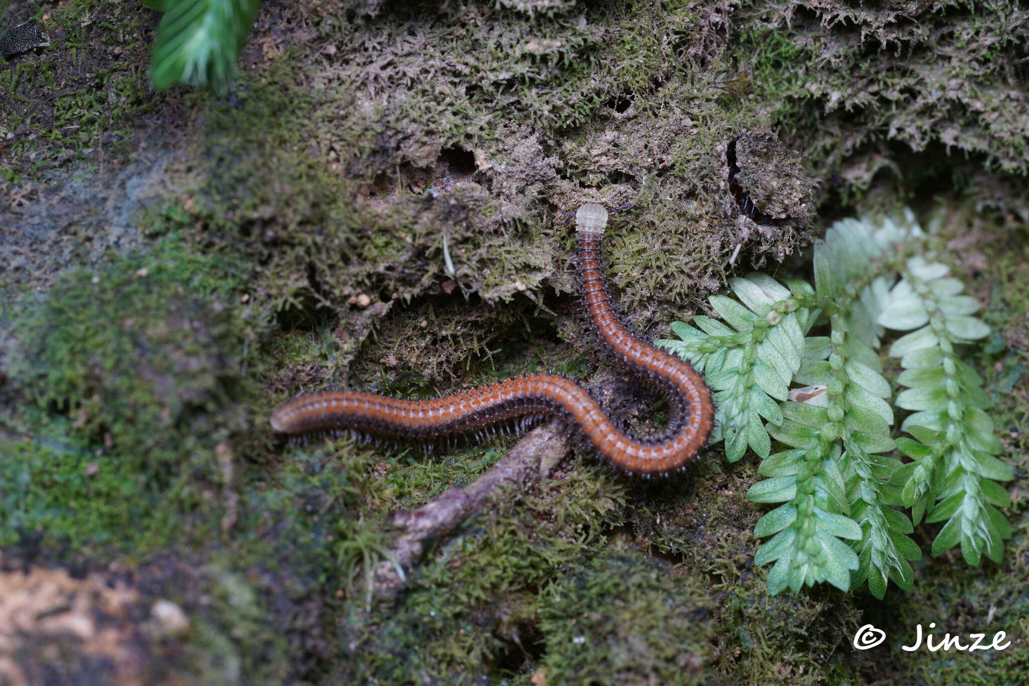 Sivun Glyphiulus formosus (Pocock 1895) kuva