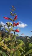 Image of Salvia karwinskii Benth.