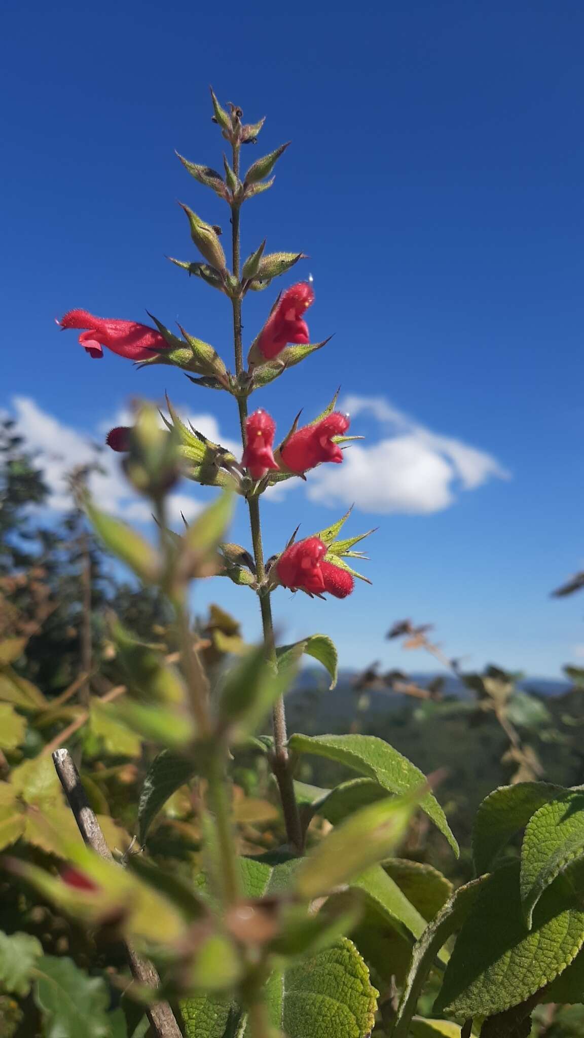 Image of Salvia karwinskii Benth.