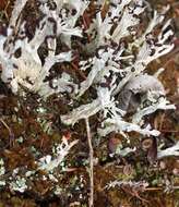 Image of cup lichen