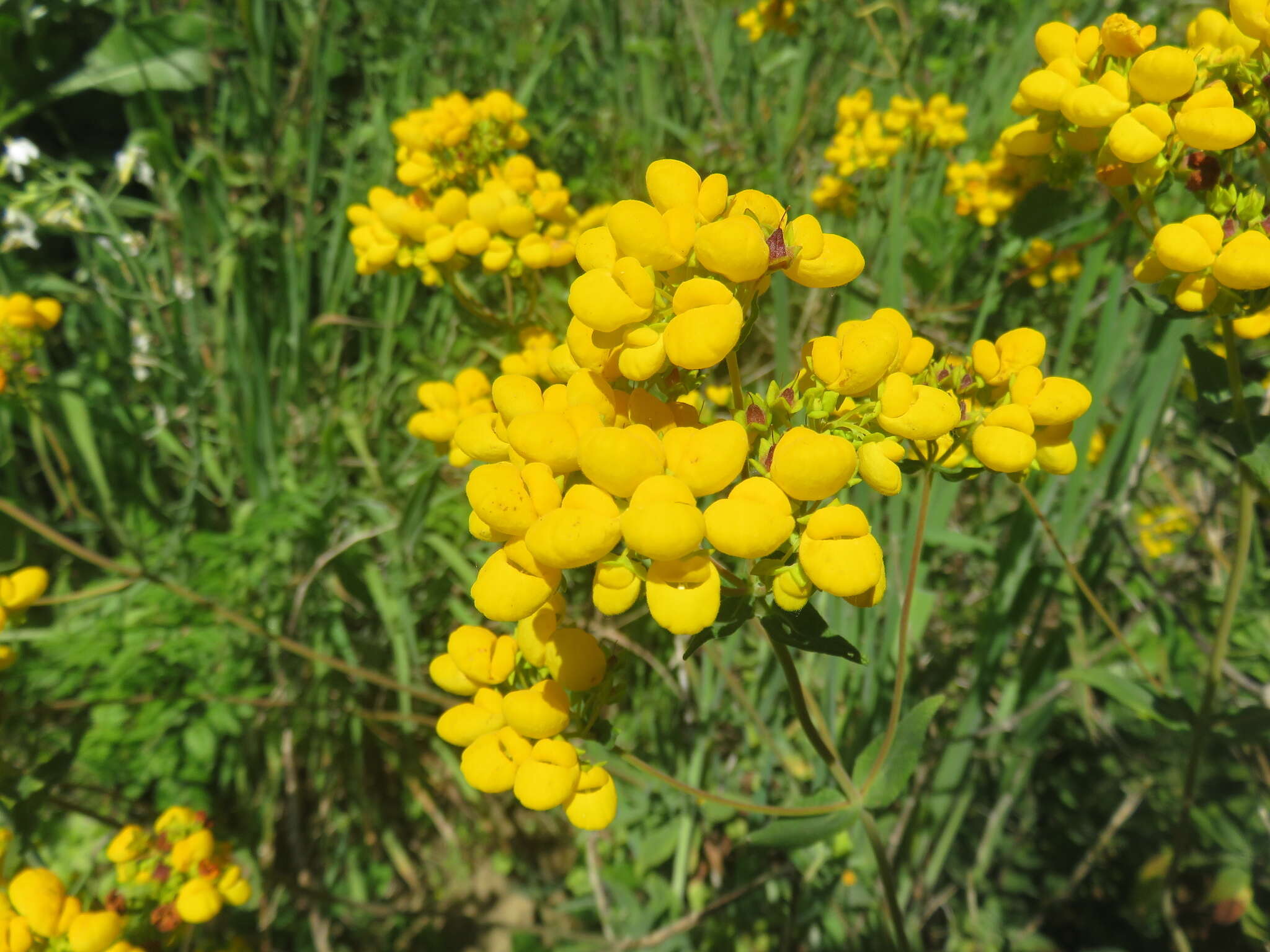 Image of Calceolaria integrifolia Murr.