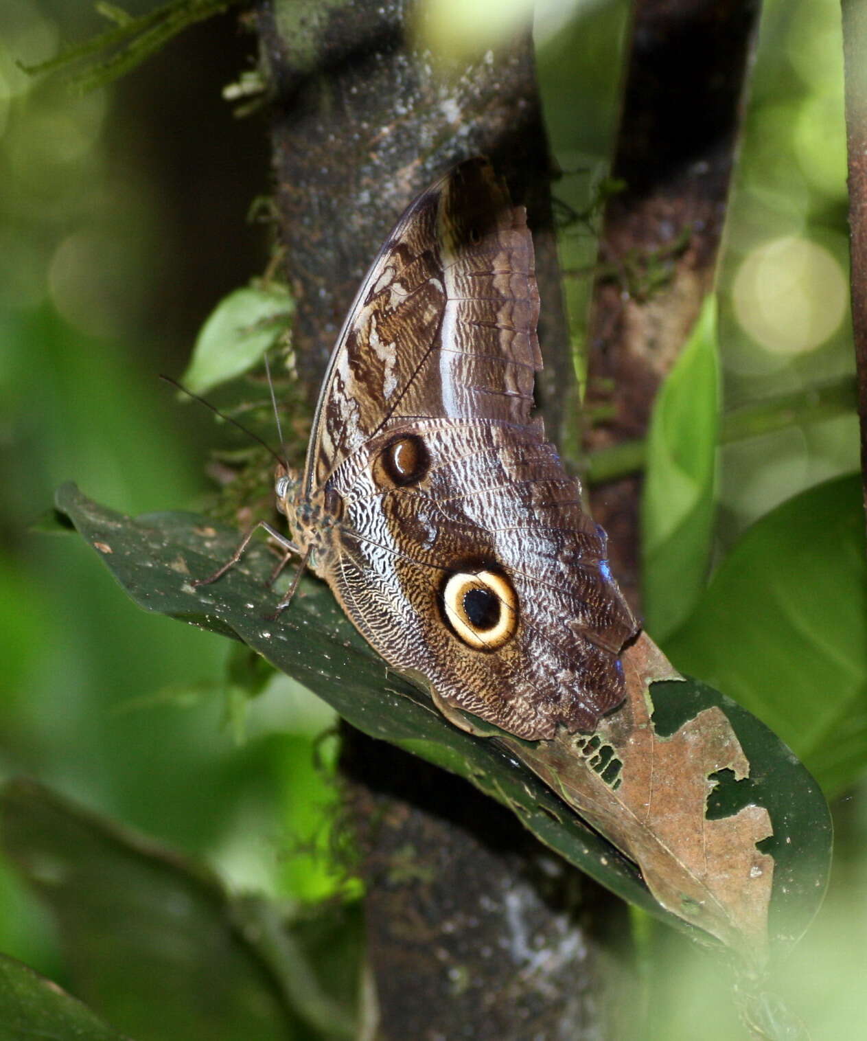 Image of Caligo idomeneus Linnaeus 1758