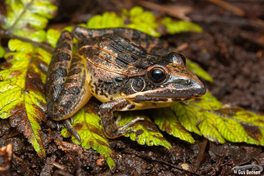 Image of Sharp-nosed Frog